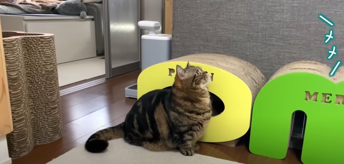 爪とぎの横に座って斜め上を見上げる猫