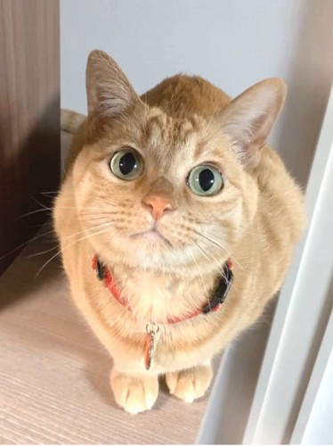 見つめてくる猫