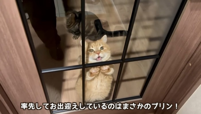 扉をカリカリ