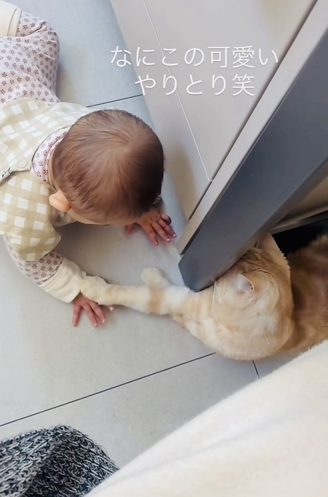 手をちょんちょんし合うスコティッシュフォールドと赤ちゃん