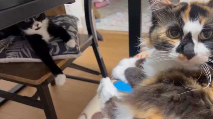 カメラ目線の2匹の猫