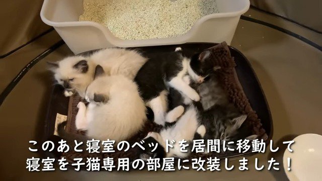 小さなベッドで眠る保護子猫