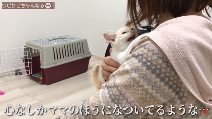 懐く子猫