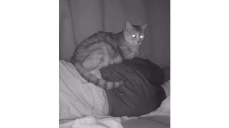 女性の上にいる猫