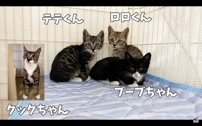 子猫たちの名前