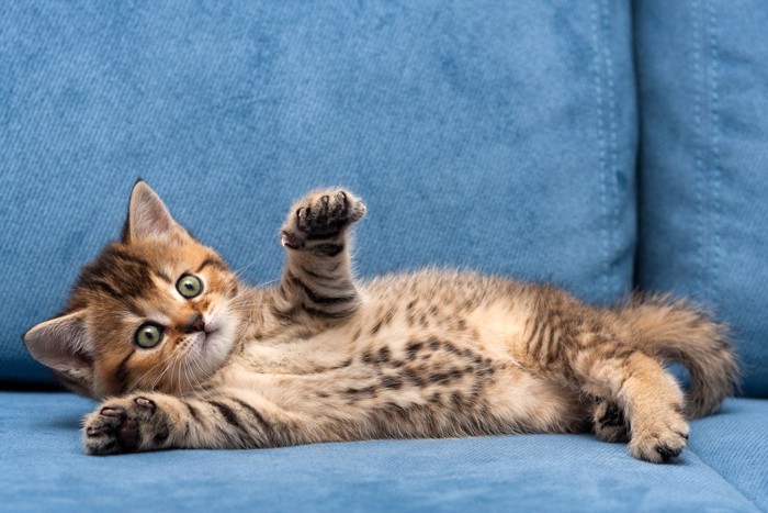 ソファーでお腹を見せる子猫