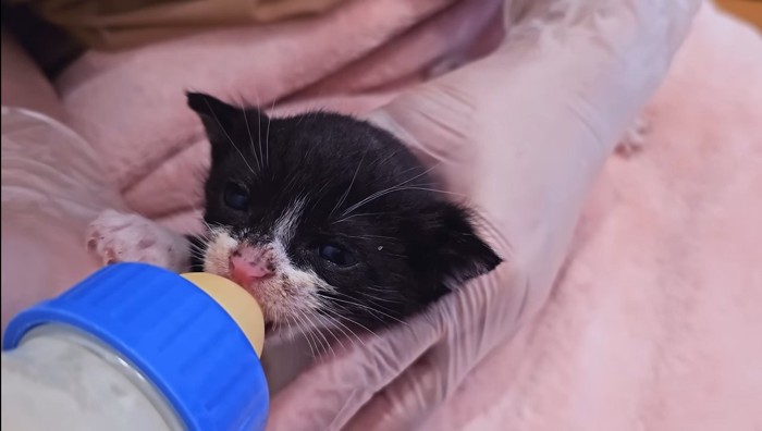 ミルクを飲むらいくん