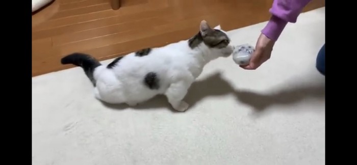 豆大福のにおいを嗅ぐ猫