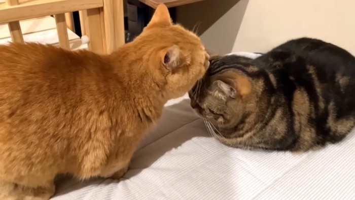 メルくんを毛づくろいするプリンくん