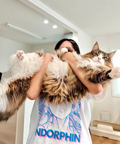 抱えあげられる猫