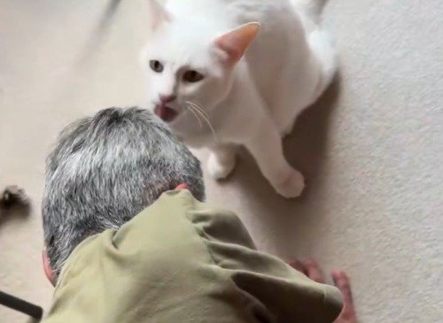 男性の髪の毛を舐める白猫