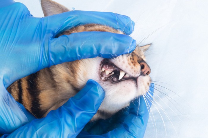 口を開けて歯を見られる猫
