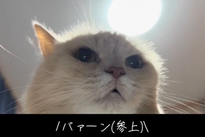飼い主さんに話しかけるミーにゃちゃん