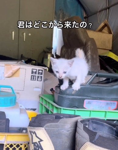 黒いボトルの上に立つ猫（君はどこからきたの）