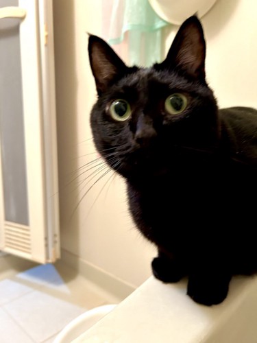 浴槽のふちにいる黒猫