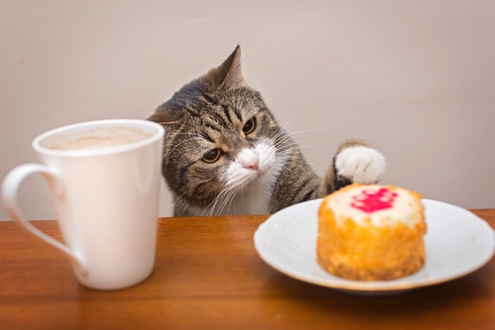 テーブルの上のケーキに手を伸ばす猫