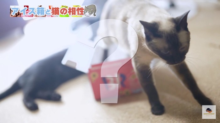 箱から出るシャム猫とはてなマーク