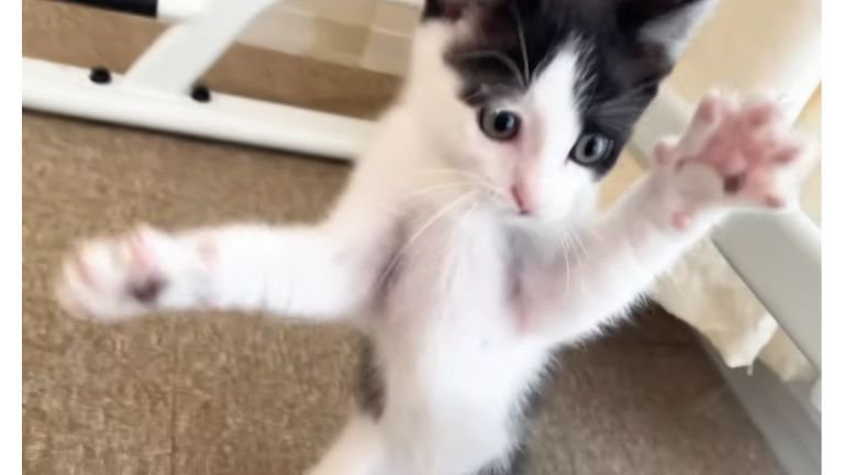遊ぶ子猫