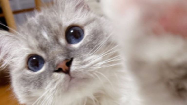 室内にいる猫