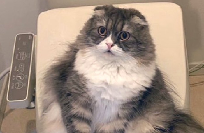 見つめる猫
