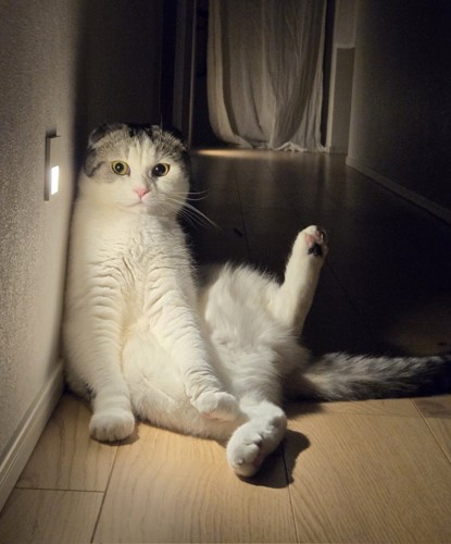 セクシーポーズをする猫