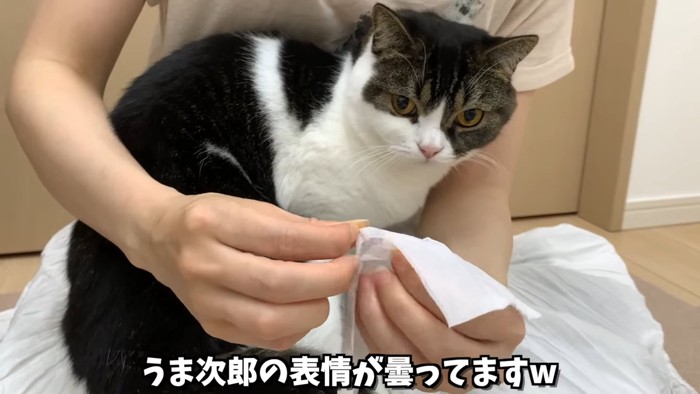 歯磨きシートを見る猫