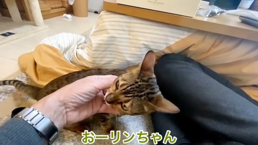 リンちゃんを撫でるオトンさん