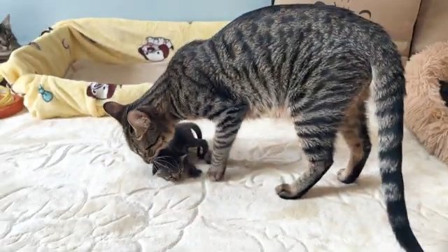 子猫を咥える猫