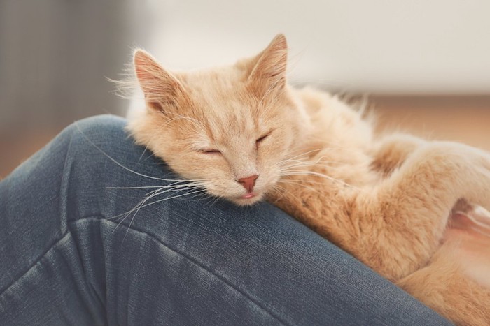 飼い主の膝の上で眠る猫