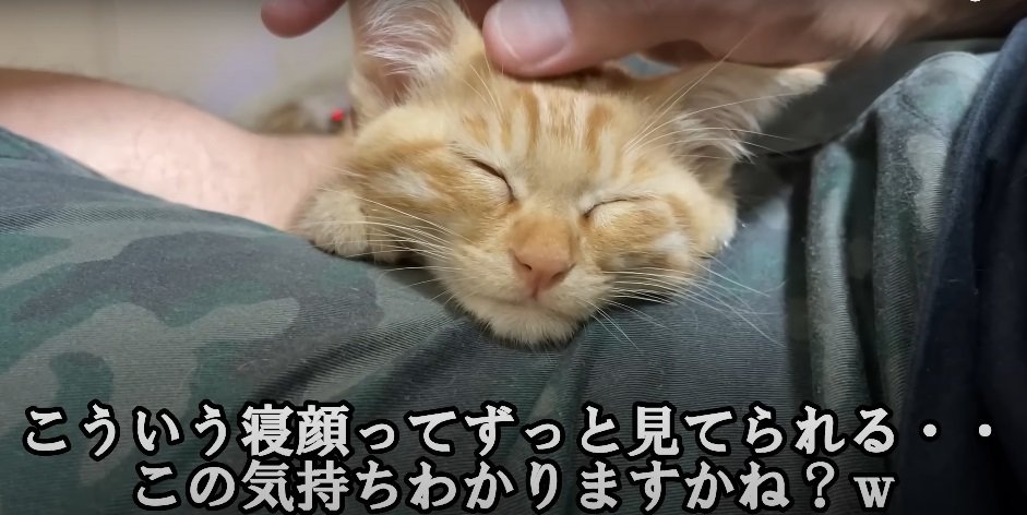 眠る子猫