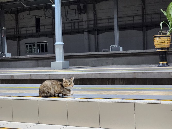 駅のホームにたたずむ猫
