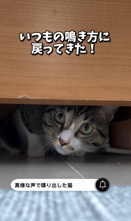 家具の下から覗くリオンくん