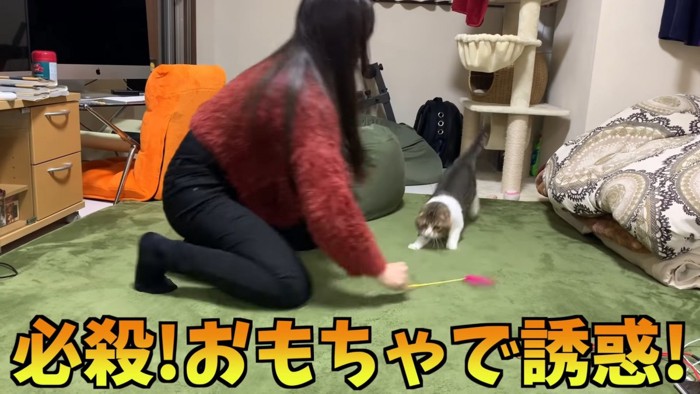 おもちゃで遊ぶ猫