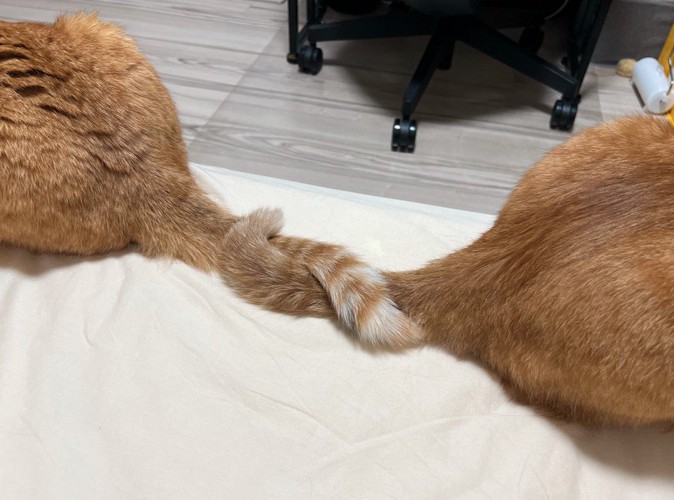 お互いに別の方向を向きながらしっぽを絡ませる2頭の猫