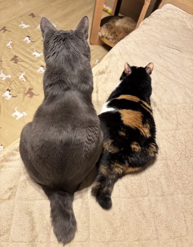 並んでいる2匹の猫の後ろ姿