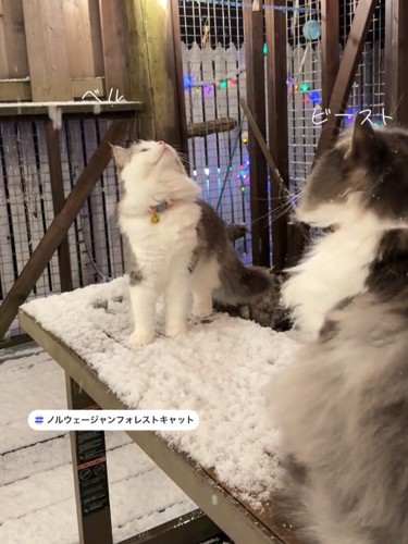 見上げる2匹のねこ