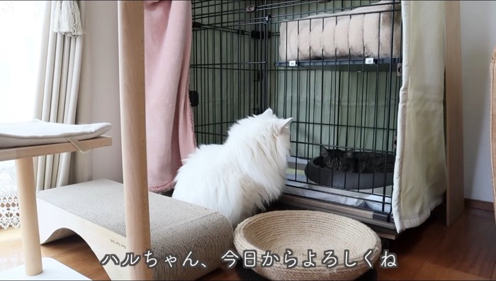 キジトラ猫が入っているケージのそばに座る白猫