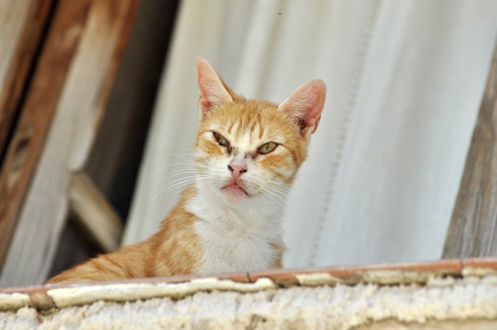 嫌そうな顔をする猫