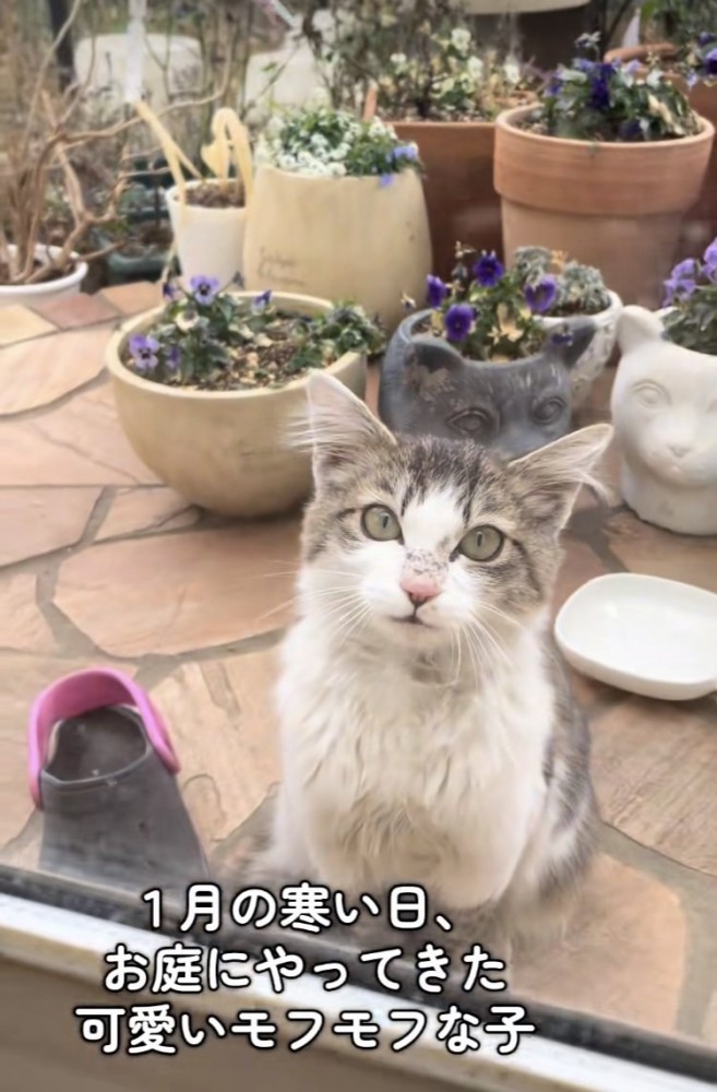 ママの自宅の庭に現れた猫