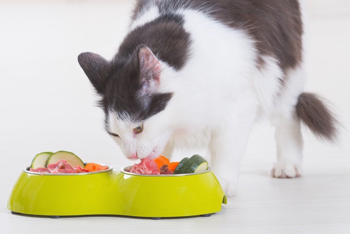 自然の食べ物を食べる猫