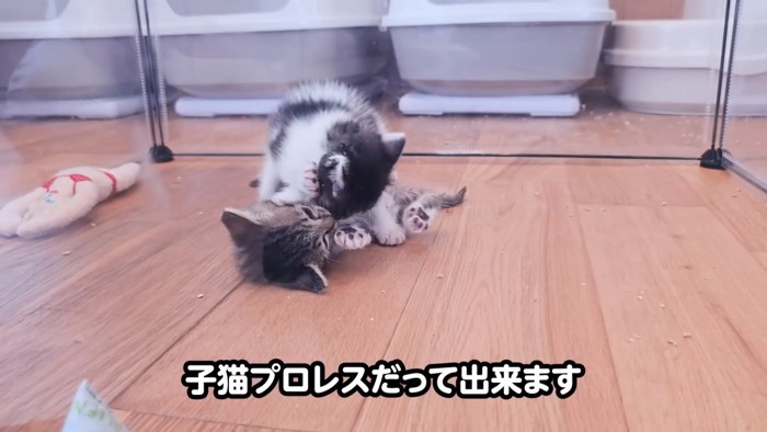 じゃれ合う子猫