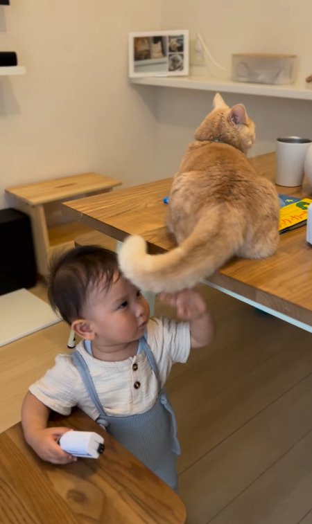 猫の尻尾が気になる男の子