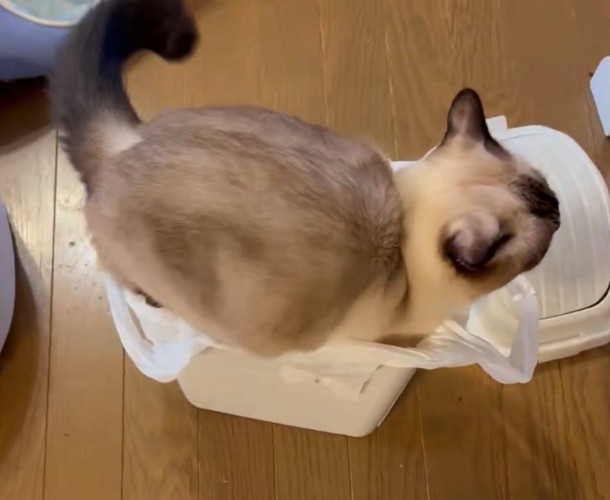 ゴミ箱に飛び込む猫