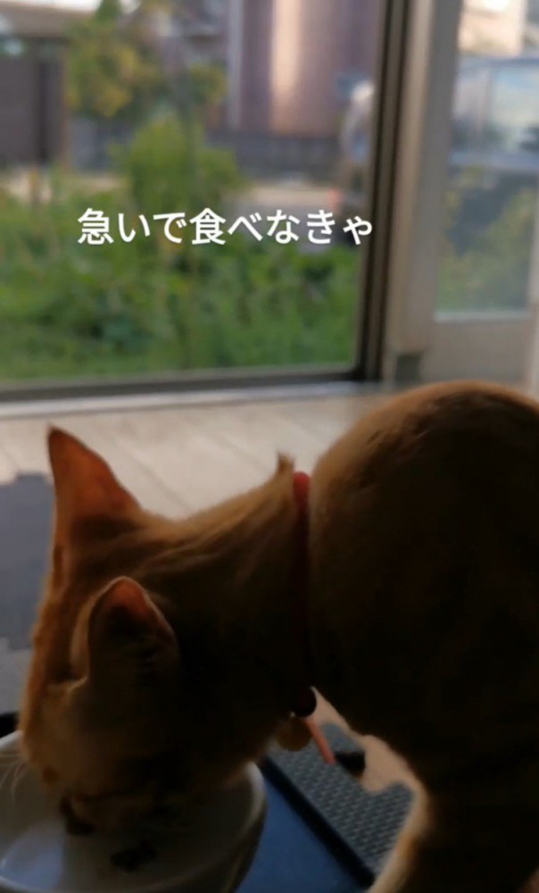 ごはん中の猫