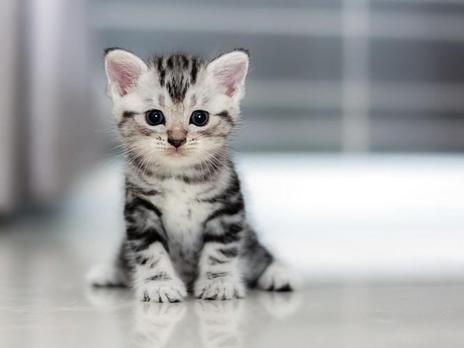 アメリカンショートヘアの子猫