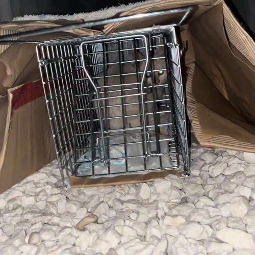 捕獲器の中にいる子猫