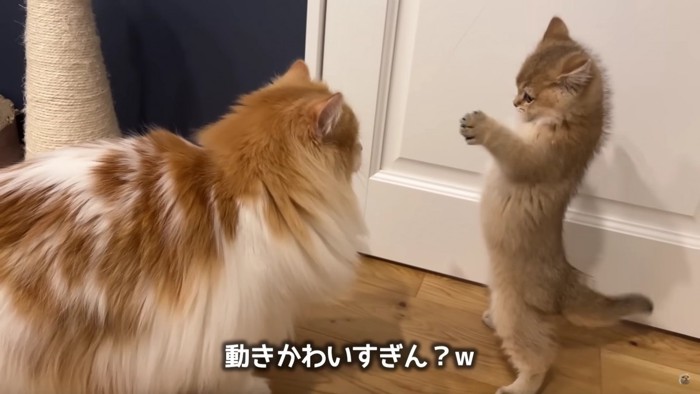 直立する子猫とそれをみる成猫