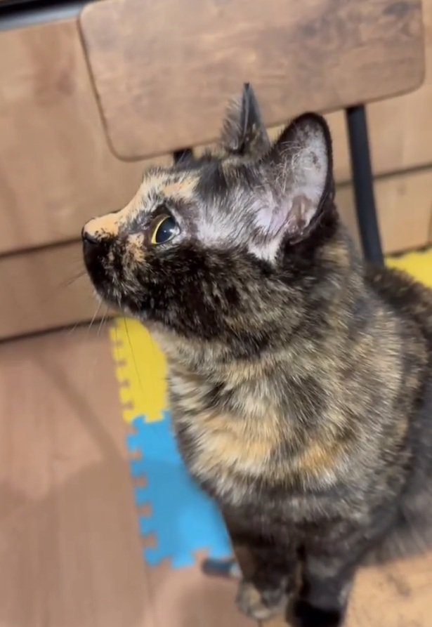 猫の横顔