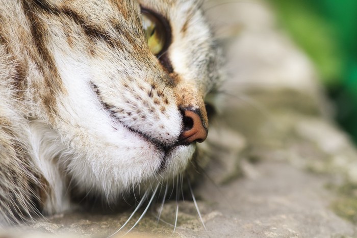 寝そべる猫