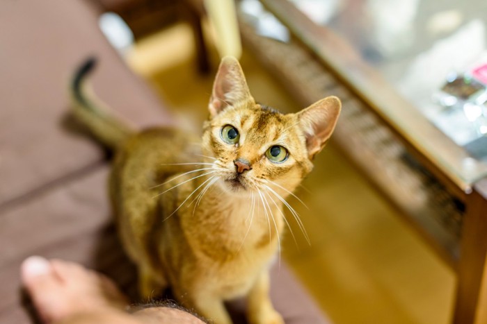 足元に寄ってくる猫